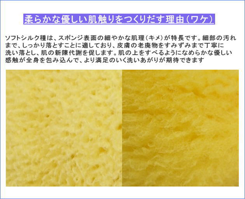 天然海綿スポンジ・ソフトシルク種の説明